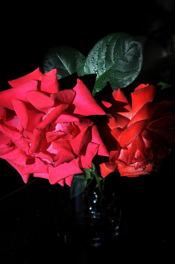 Still Life Photograph - Roses by Damijana Cermelj