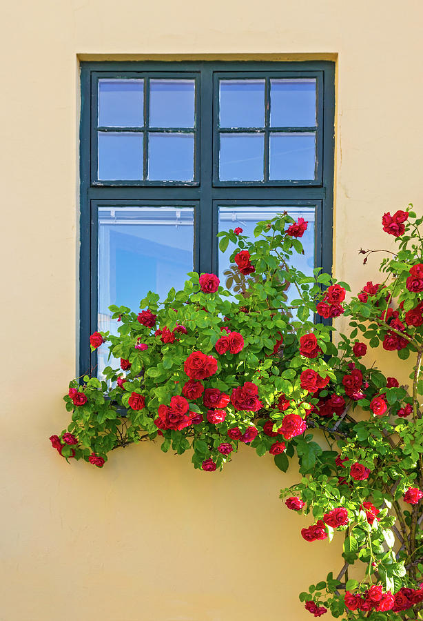 Rose Photograph - Roses decorating a house by GoodMood Art