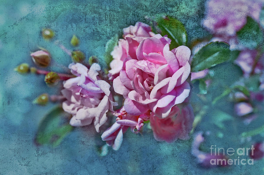 Roses with Texture Photograph by Elaine Manley