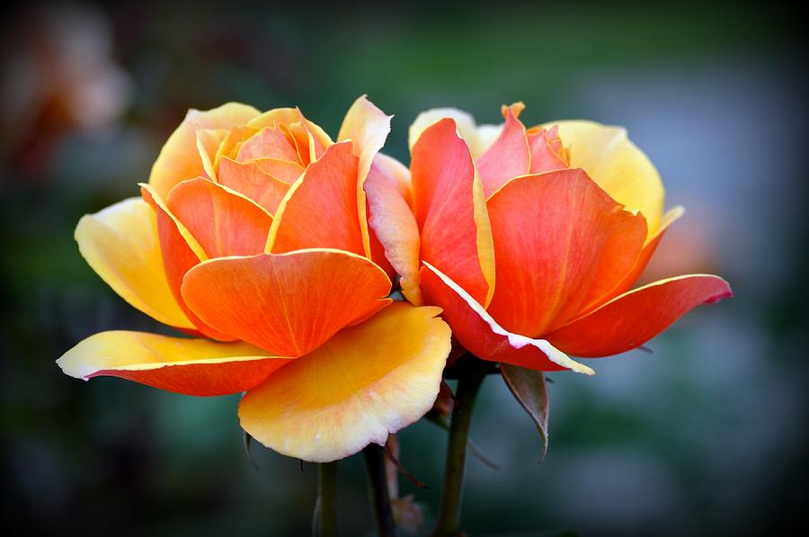Two Roses Photograph by Emerita Wheeling