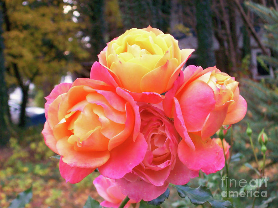 Rose Photograph - Four Roses On One Stem by Mary Ann Weger