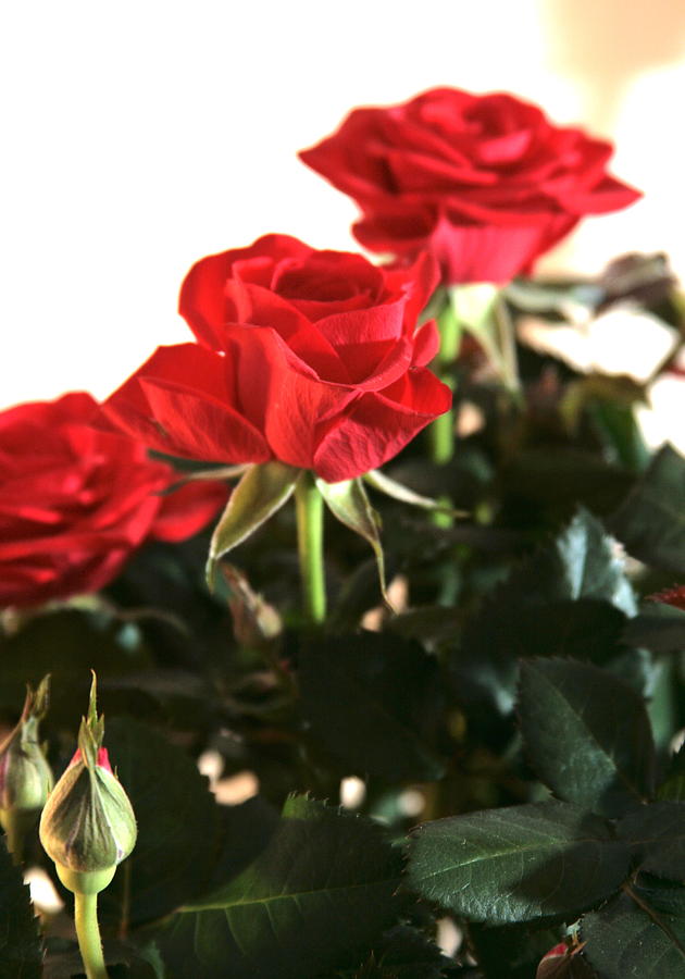 Roses for Valentines Day Painting by Masha Batkova