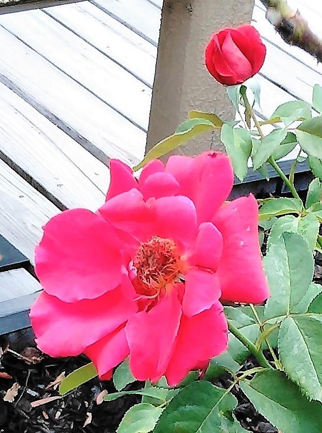 Roses for You by Andrew Blitman Roses for You by Andrew Blitman