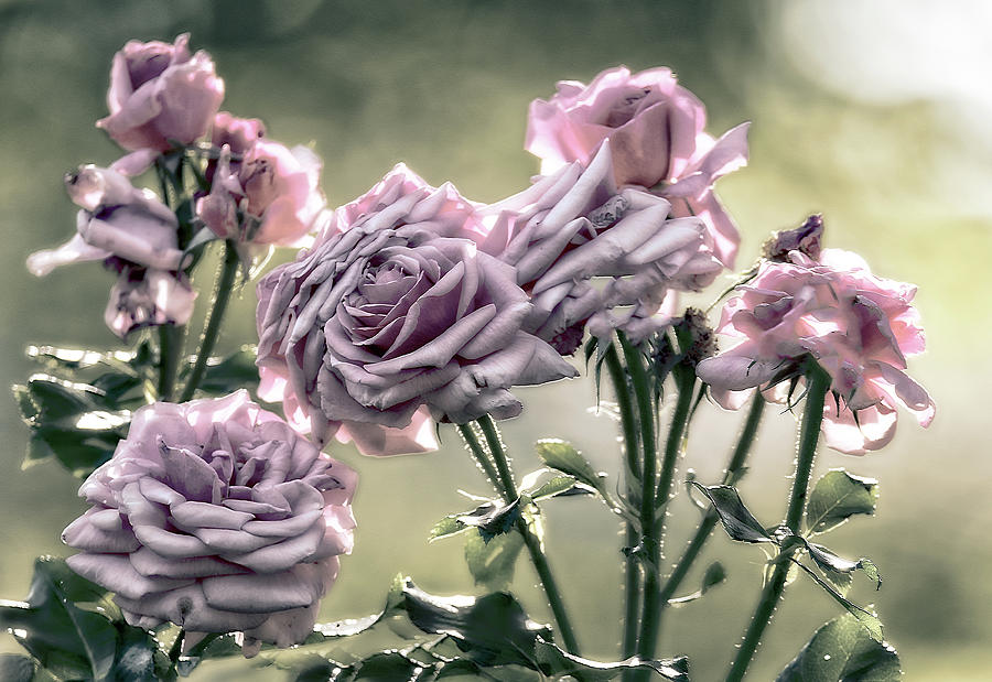 Roses for You Photograph by Melinda Dreyer