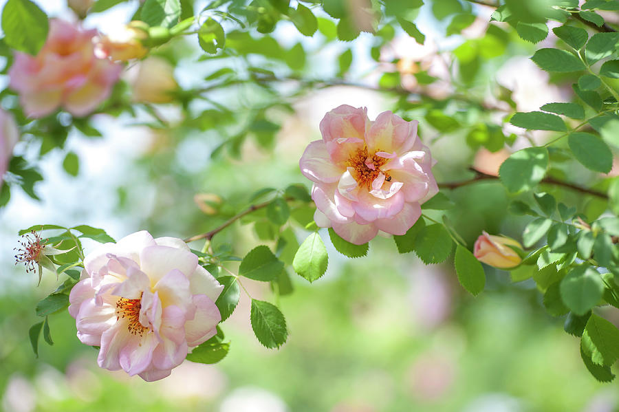 Roses Fruhlingsduft Photograph by Jenny Rainbow