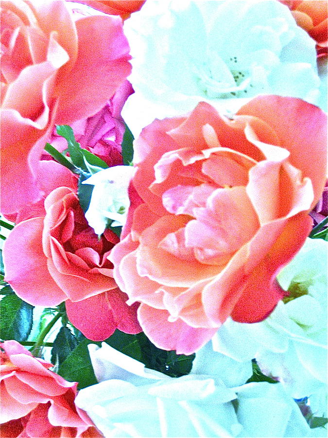 Roses Galore Photograph by Gwyn Newcombe
