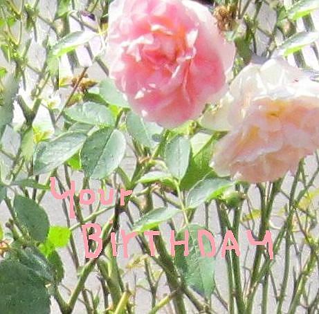 Roses - Birthday Greeting Card Photograph by Glenda Crigger
