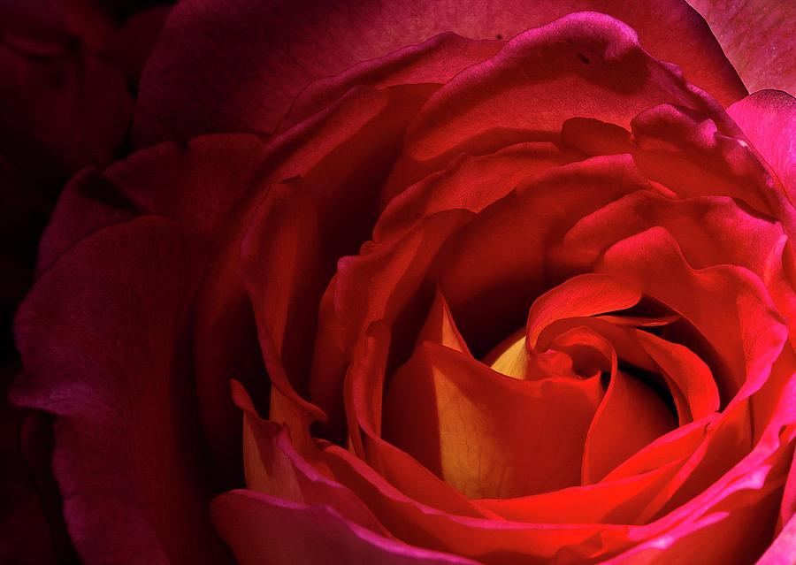 Roses Heart Photograph by Norman Johnson