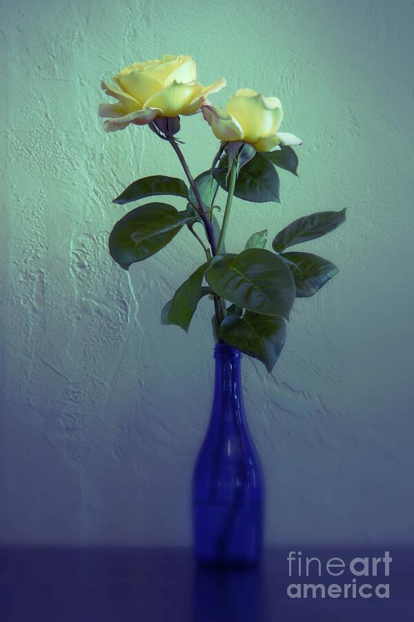 Roses in a Blue Bottle Photograph by Patricia Strand