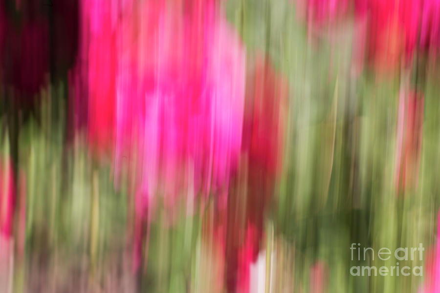 Roses in abstract Photograph by Juli Scalzi