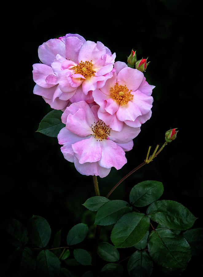 Roses in an Italian Garden Photograph by Carolyn Derstine