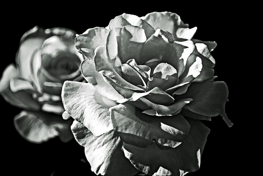 Roses in black and white. Photograph by Bill Jonscher