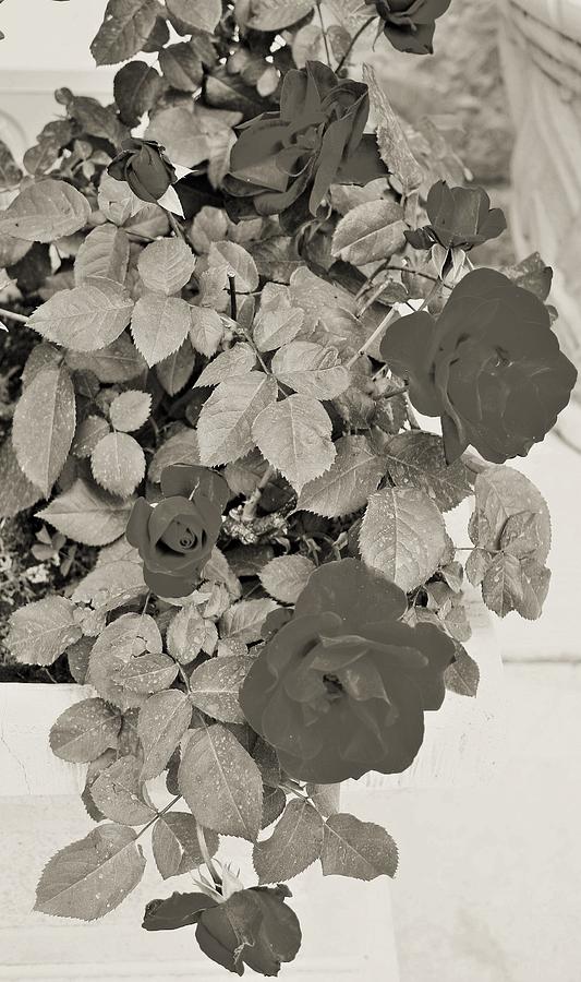Roses in Black and White Photograph by Christel Roelandt