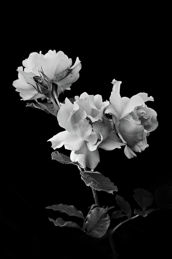 Roses in Black and White Photograph by David Lunde