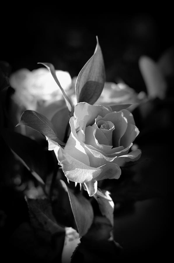 Roses in black and white Photograph by Julianne Minor