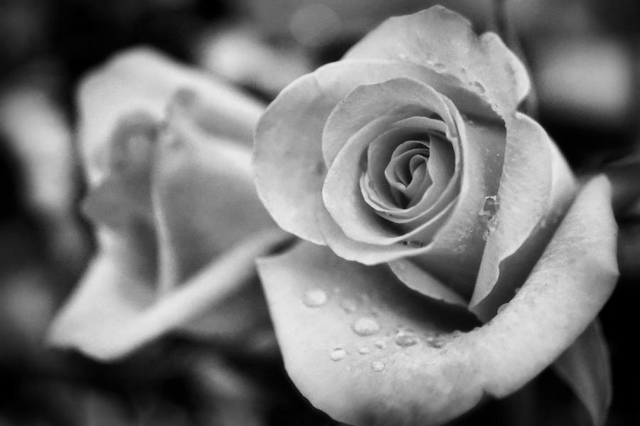 Roses in black and white Photograph by Lilia S