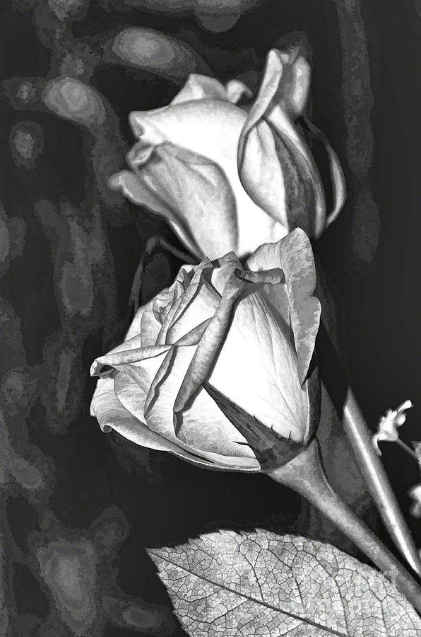 Roses in black and white Photograph by Pravine Chester