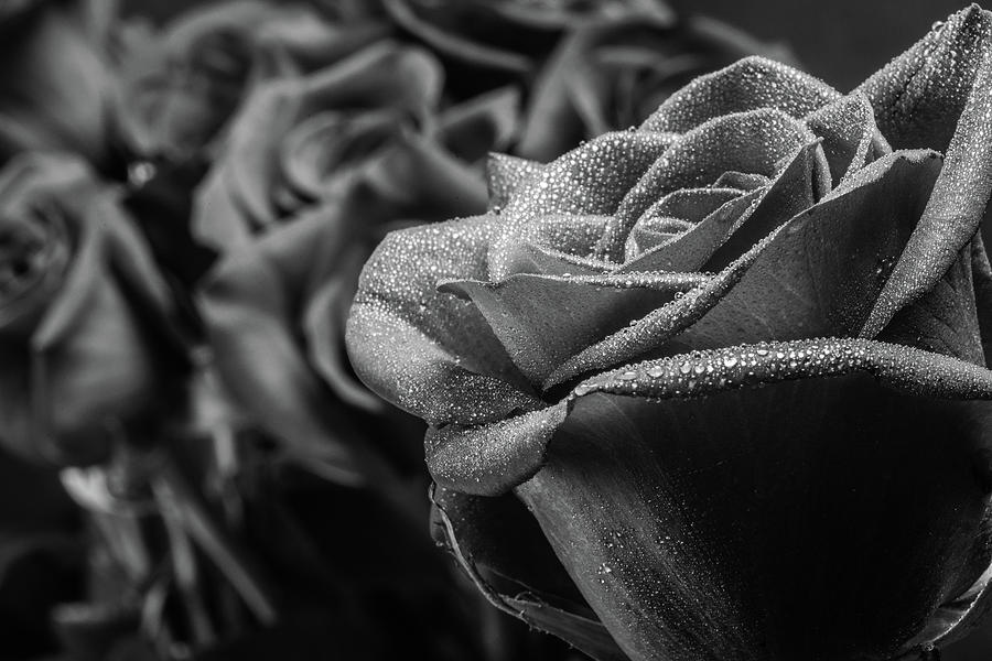 Roses in Black and White Photograph by Tammy Ray