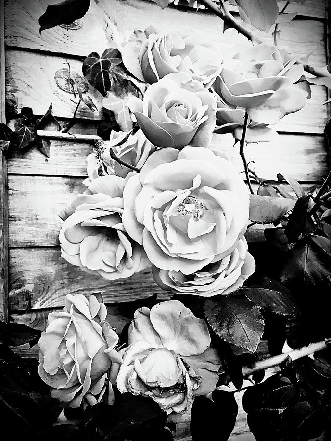 Roses in black and white Photograph by Tom Gowanlock