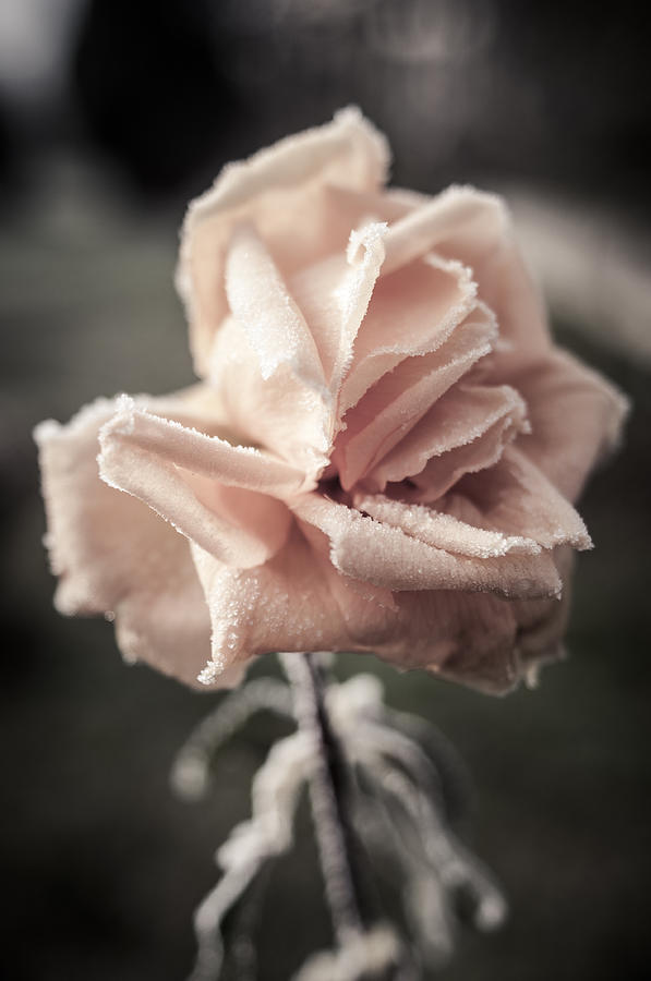 Roses in December Photograph by Miguel Winterpacht