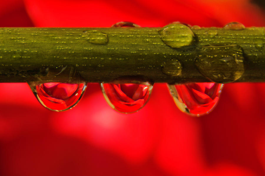 Roses in drops Photograph by Wolfgang Stocker