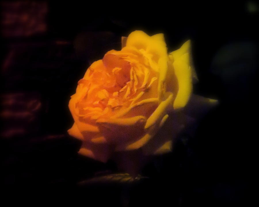Rose Photograph - Roses in Moonlight 10 by Diane M Dittus
