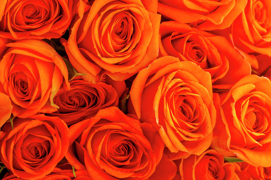 Roses in Orange Photograph by Teri Virbickis