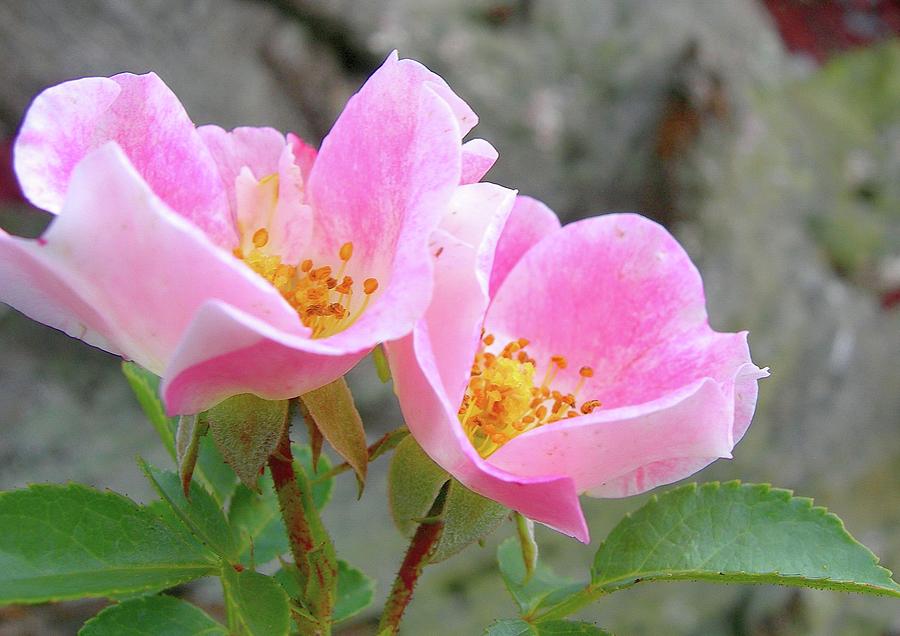 Roses in Pink Photograph by Randy Rosenberger