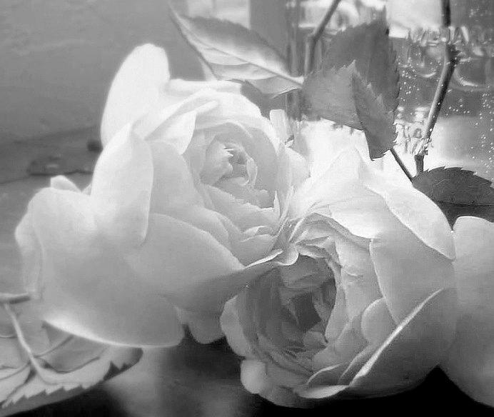 Rose Photograph - Roses In Repose by Diana Besser