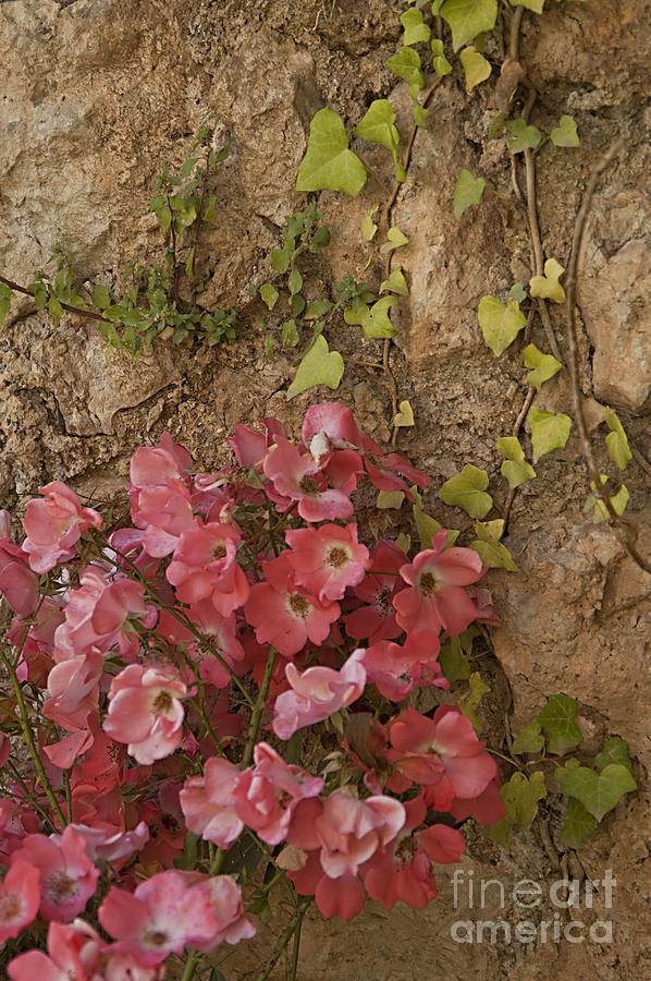 Roses in Spain Photograph by Kathleen Gauthier Roses in Spain Photograph by Kathleen Gauthier