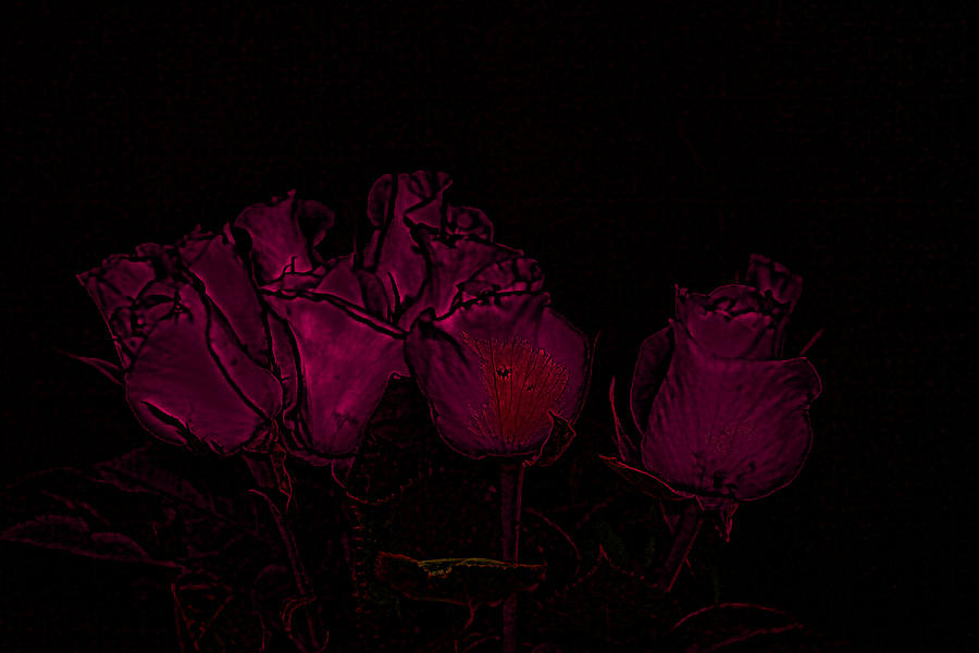 Rose Photograph - Roses in the dark by Cathy Harper