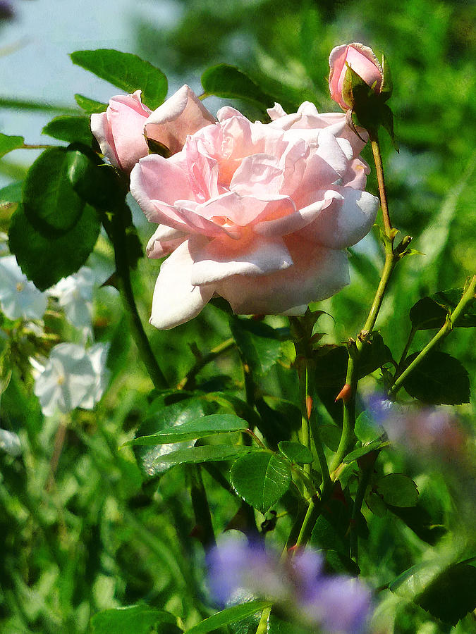Summer Photograph - Roses in the Garden by Susan Savad