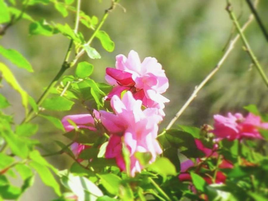 Rose Photograph - Roses In The Garden.
#rainbow_petals by Cheray Dillon