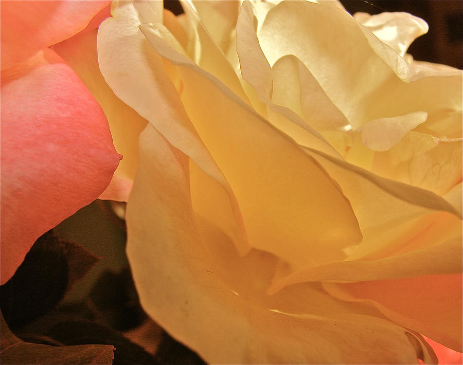 Roses in the light Photograph by Liz Vernand