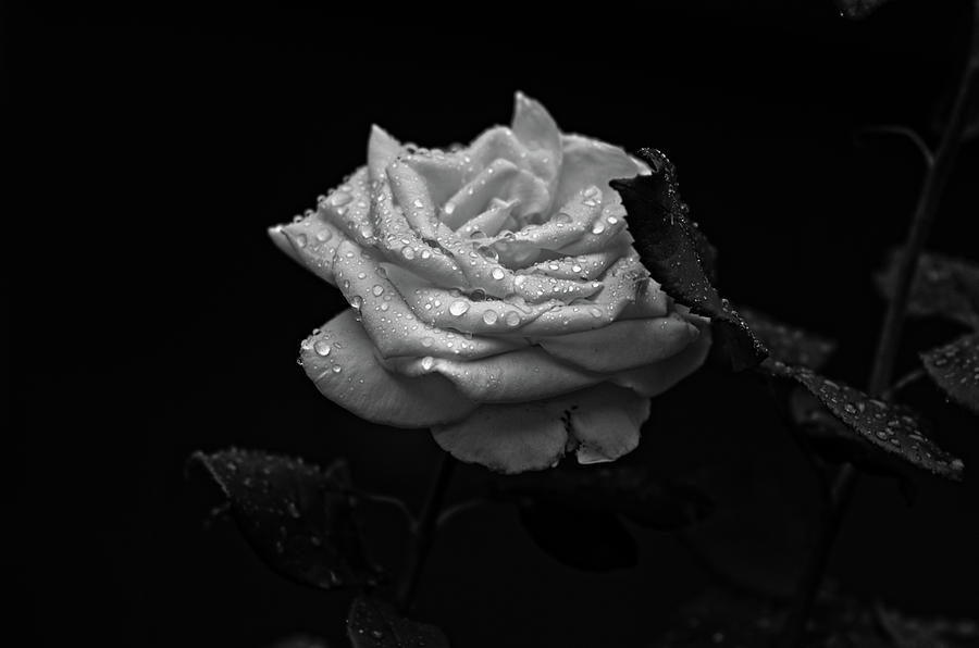 Roses in the Rain Photograph by Miguel Winterpacht