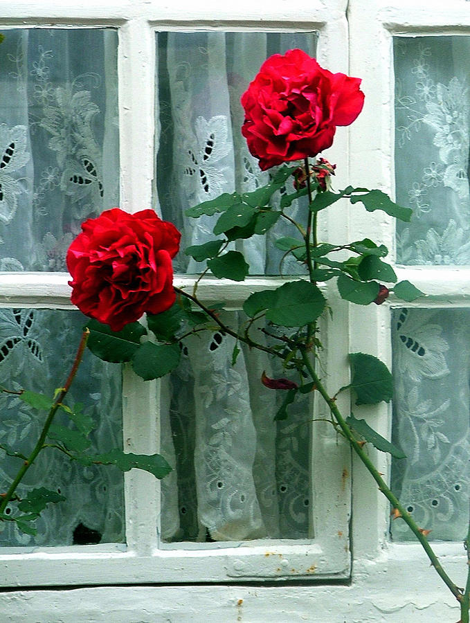 Roses in the Window Photograph by Mindy Newman