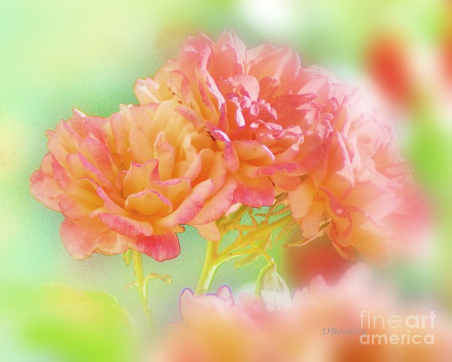 Roses in threes by DONNA BENTLEY Roses in threes by DONNA BENTLEY
