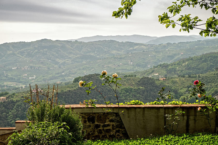 Roses in Tuscany Photograph by Catherine Reading