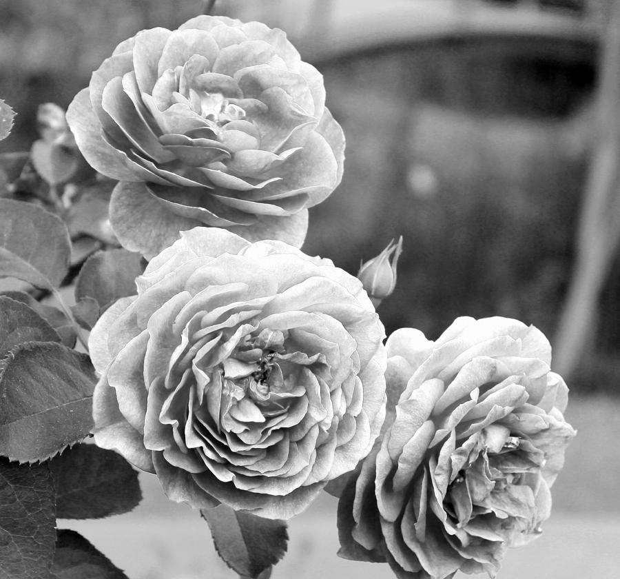 Roses in White Photograph by Mesa Teresita
