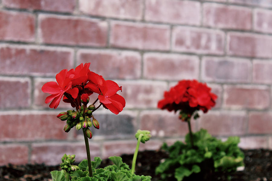 Wall Flowers by Joseph Hawkins Wall Flowers by Joseph Hawkins