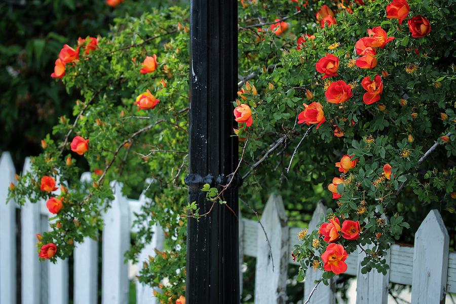 Roses Lamppost And Fence  Photograph by Buck Buchanan