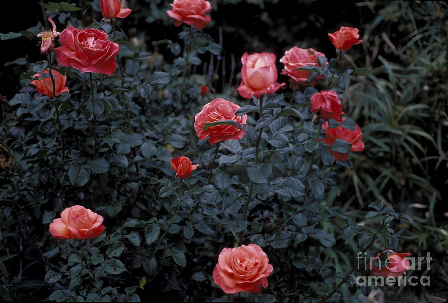 Roses Photograph by Marc Bittan