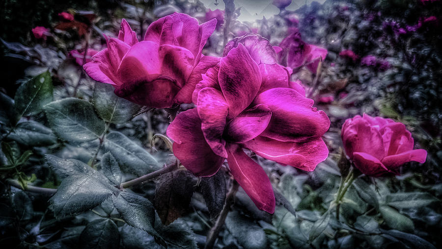 Roses Photograph by Mike Dunn