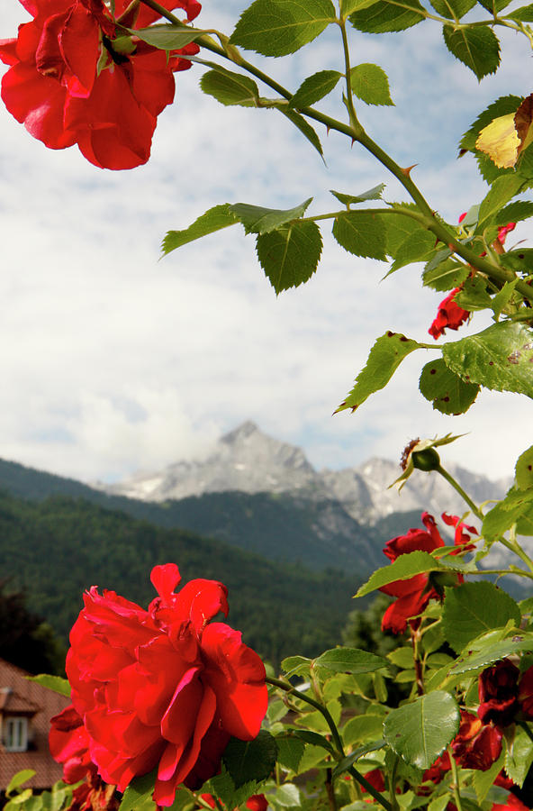 Roses of the Zugspitze Photograph by KG Thienemann