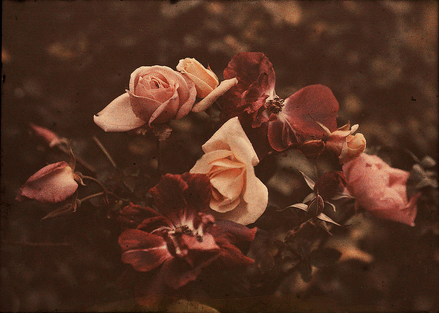 Roses Digital Art - Roses Of Yesteryear by Sarah Vernon Roses Digital Art - Roses Of Yesteryear by Sarah Vernon