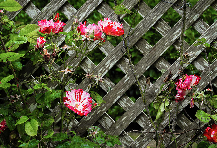 Roses on Lattice Photograph by Bonnie Follett