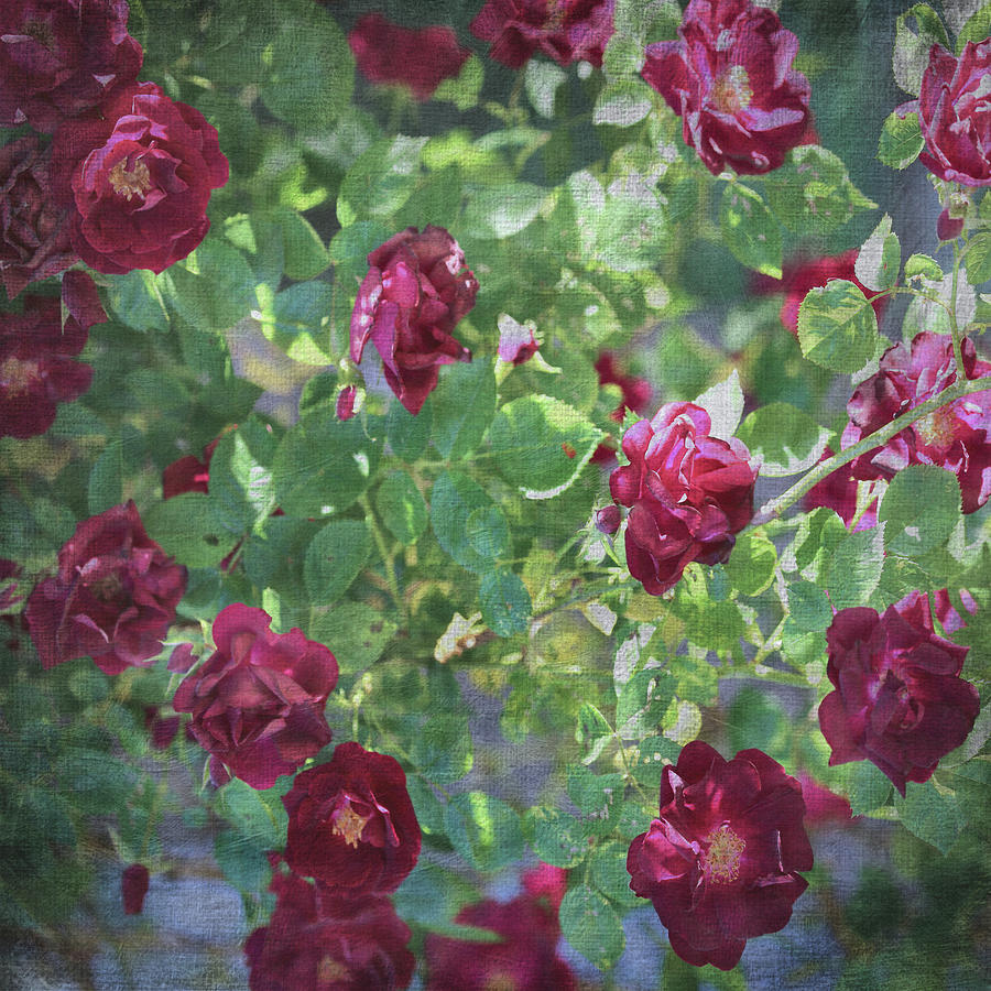 Roses On Spring Canvas Photograph by Theresa Campbell