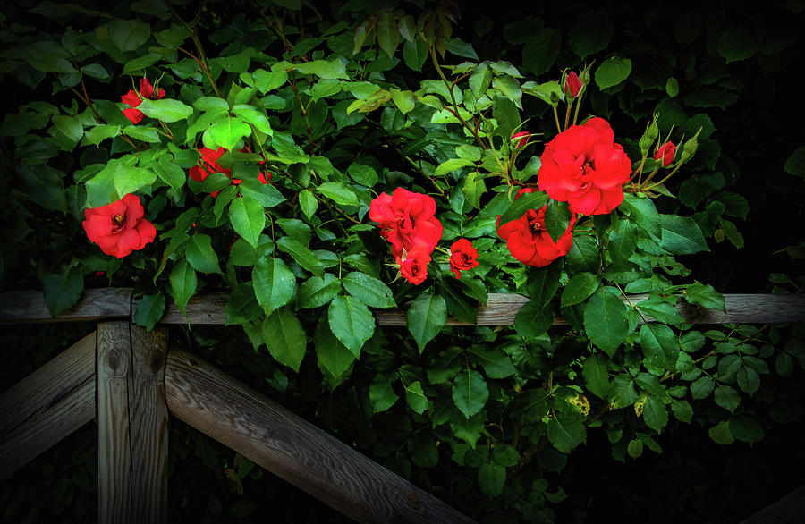 Roses on the Fence Photograph by Carolyn Derstine