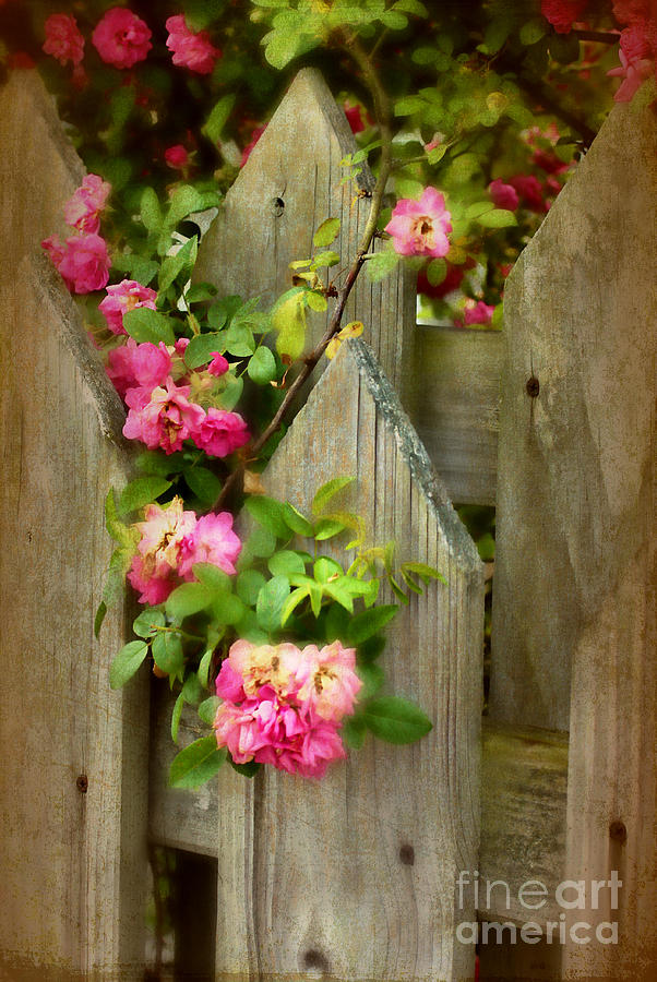 Roses on the Fence Photograph by Judi Bagwell