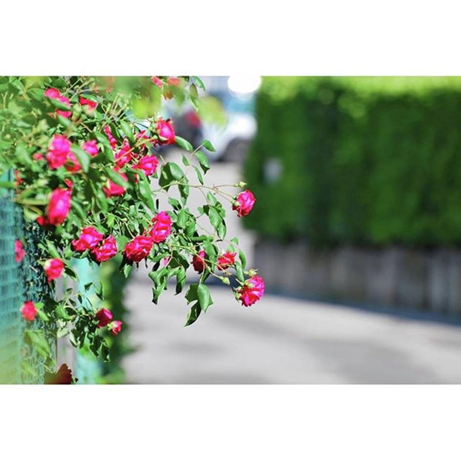 Nature Photograph - Roses On The Street by Fabio Caironi
